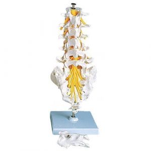 Lumbar Spinal Column A74