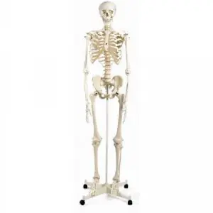 Human Skeleton Model Stan, mounted on a 5-star-base stand A10
