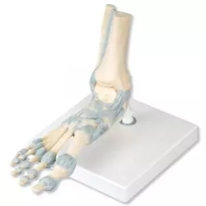 Foot Skeleton Model with Ligaments M34