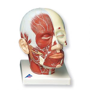 Head Musculature additionally with Nerves VB129