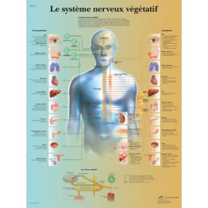 Anatomical poster the vegetative nervous system VR2610UUU