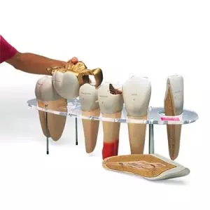 Dental Morphology Series, 7 part, 10 times life size - English W42517
