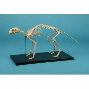 Cat Skeleton  Erler Zimmer