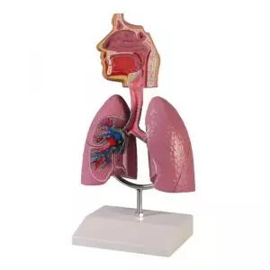 Human Respiratory System Erler Zimmer