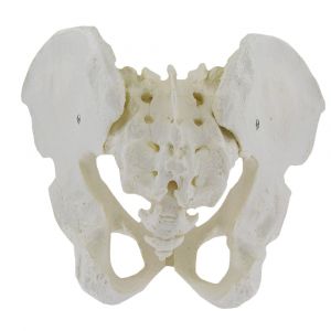 Mediprem female pelvis with removable sacrum