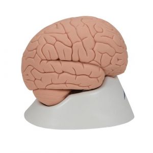 Introductory Brain Model, 2 part C15/1