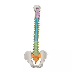Mediprem didactic flexible spine model