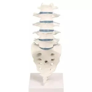 Lumbar vertebral column with stand Erler Zimmer
