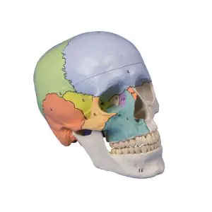 Didactical skull 3 parts Erler Zimmer
