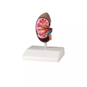 Kidney model, life size Erler Zimmer