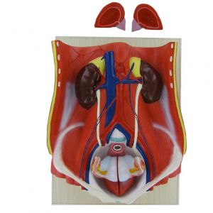 Mediprem anatomical model of the male urinary tract