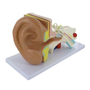 Mediprem anatomical ear model