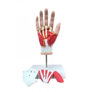 Mediprem hand anatomical model in 4 parts
