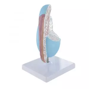 Mediprem testicle anatomy model