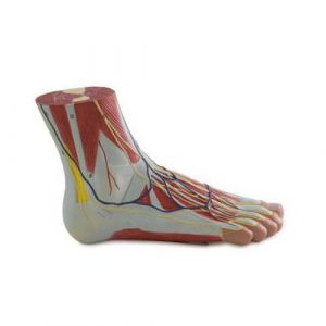 Mediprem feet anatomy model in 3 parts