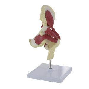 Mediprem human hip joint model