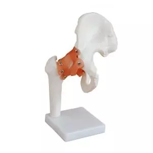 Mediprem hip joint model