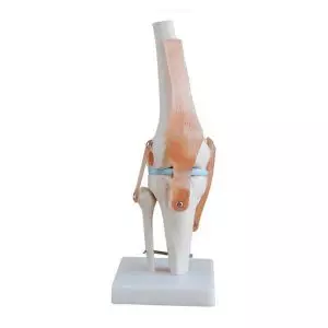 Mediprem knee anatomy model