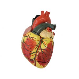 Mediprem enlarged heart model 3 parts