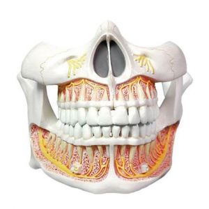 Mediprem adult teeth anatomy