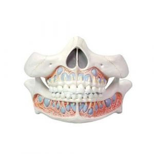 The baby teeth model Mediprem