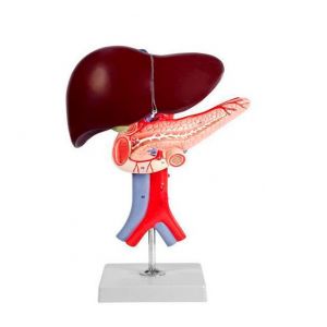 Mediprem model of liver, pancreas and duodenum