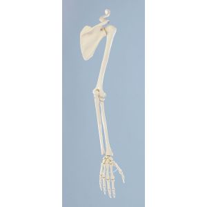 Skeleton of arm with shoulder girdle Erler Zimmer