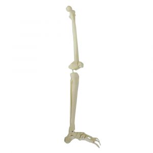 Mediprem leg skeleton model