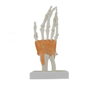 Mediprem hand skeleton model with ligaments