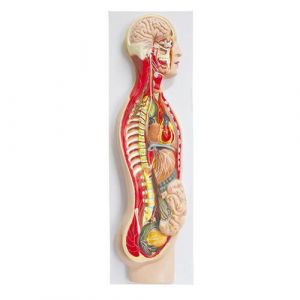 Mediprem human nervous system model