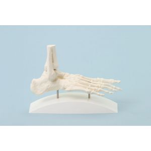 Foot skeleton, block model Erler Zimmer