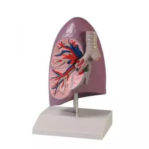 Lung half, life size Erler Zimmer