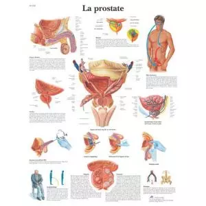 Prostate 3B Scientific VR2528L