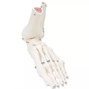 Foot and Ankle Skeleton A31L, left 