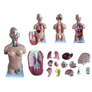 Mediprem bi-sexed human anatomical torso