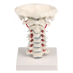 Cervical vertebral column model with stand Erler Zimmer 4073