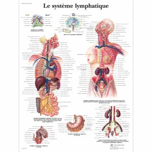 The lymphatic system VR2392L