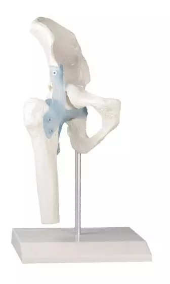 Hip joint with ligaments model Erler Zimmer