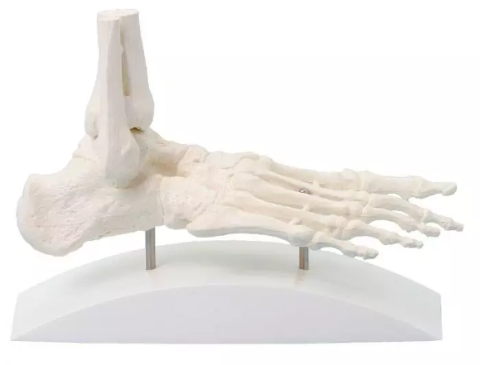 Foot skeleton, block model Erler Zimmer