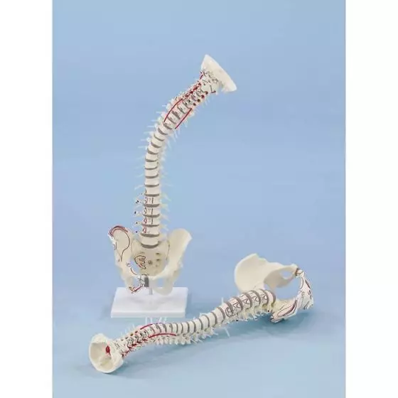 Vertebral column with pelvis and muscle markings and stand Erler Zimmer