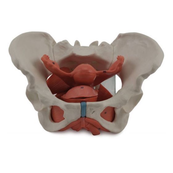 Female pelvis model with pelvic organs Erler Zimmer L131 for £297.57