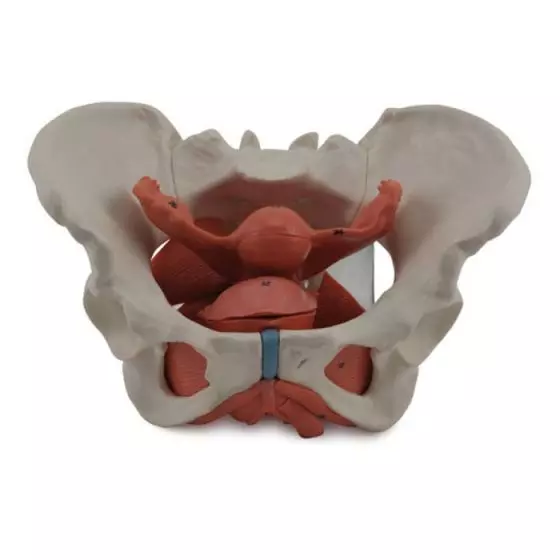 Female pelvis model with pelvic organs Erler Zimmer L131