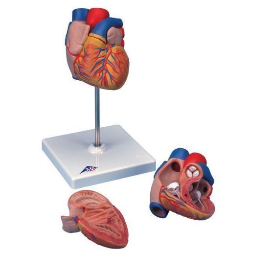 Heart Model G10