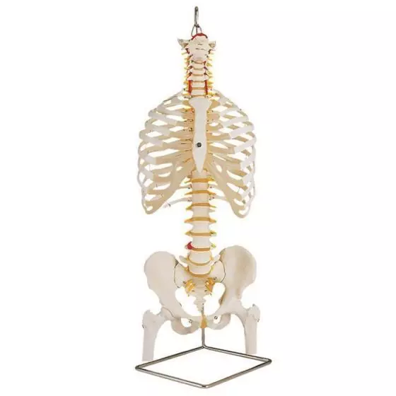 Classic Flexible Spine Model with Ribs and Femur Heads