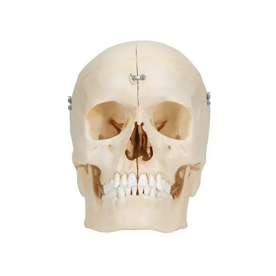 BONElike™ Human Bony Skull, 6 part A281