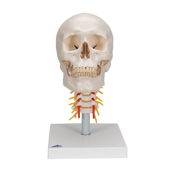 Human Skull on Cervical Spine, A20/1