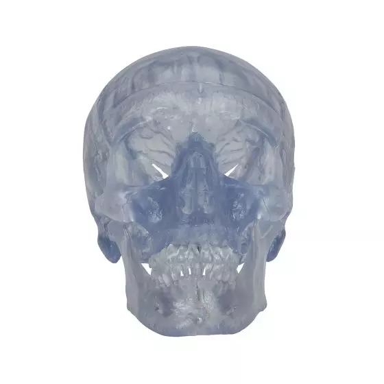 Transparent Classic Human Skull A20/T