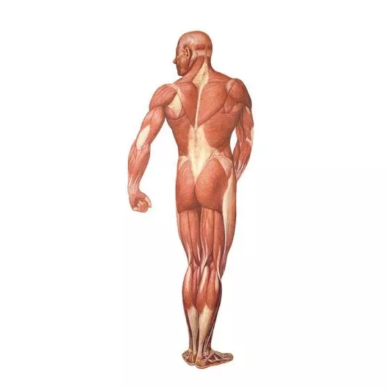 Back view of the human muscles V2005U