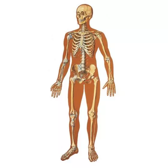 The Human Skeleton Chart V2001U, front