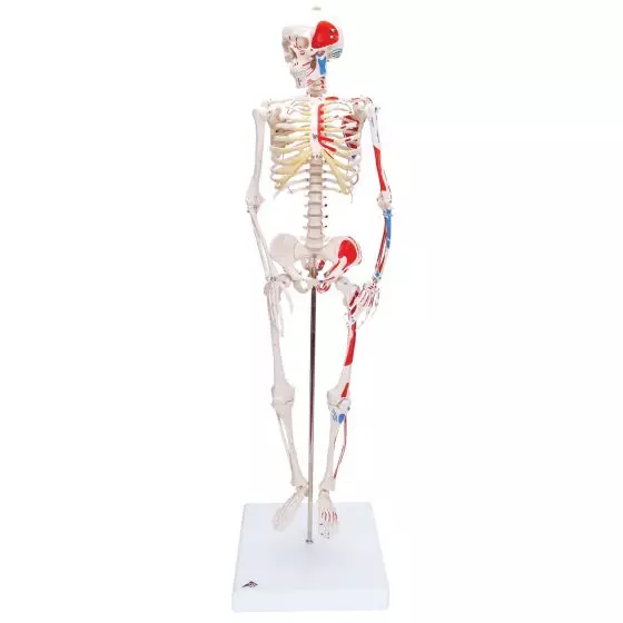 Mini Human Skeleton - Shorty - with painted muscle origins and insertions  A18/5